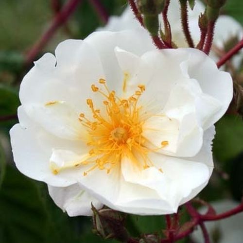 Rozenstruik - Webwinkel - Rosa Bobbie James - sterk geurende roos - Stamroos – Kleine bloemen - wit - Sunningdale Nurseryhangende kroonvorm - 0